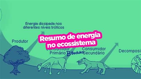 Resumo De Energia No Ecossistema Fluxo Conceitos E Representa Es