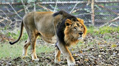 Zoos To Be Closed After 8 Asiatic Lions Test Positive For Covid 19