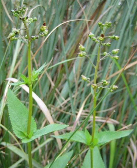 Scrofulaire Aquatique Scrophularia Auriculata Cette Scro Flickr