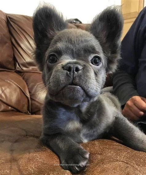 Long Haired Blue French Bulldog Puppy : r/aww