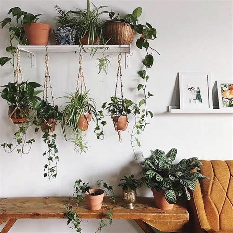 The Best 9 Indoor Hanging Plants Even A Beginner Won't Kill | Posh Pennies