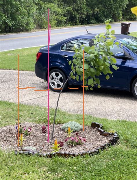 Staking and training a weeping redbud? : r/landscaping