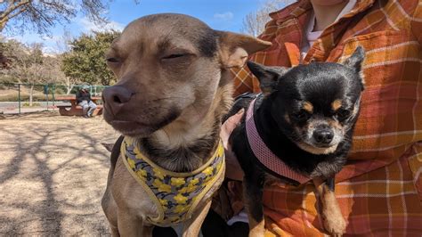 Deer Head Chihuahua Mix