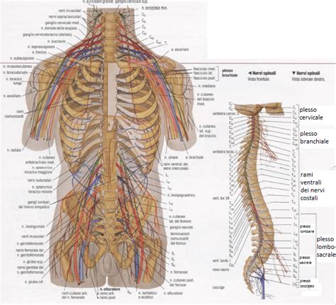 Il Midollo Spinale Biopills