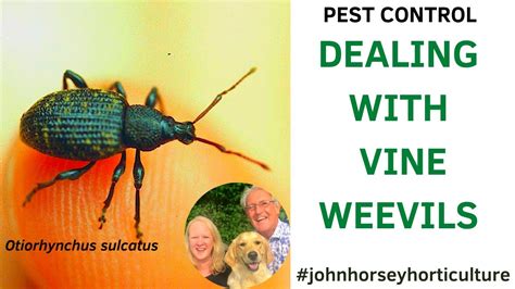 How To Control Vine Weevils Dealing With Vine Weevils In Your Garden Youtube