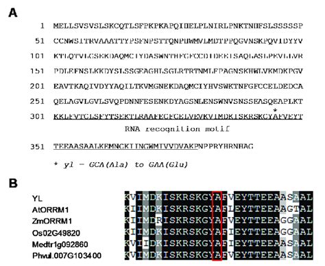 The YL Protein Contains An RNA Recognition Motif A Amino Acid