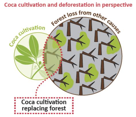 Coca cultivation and deforestation in perspective | Download Scientific ...