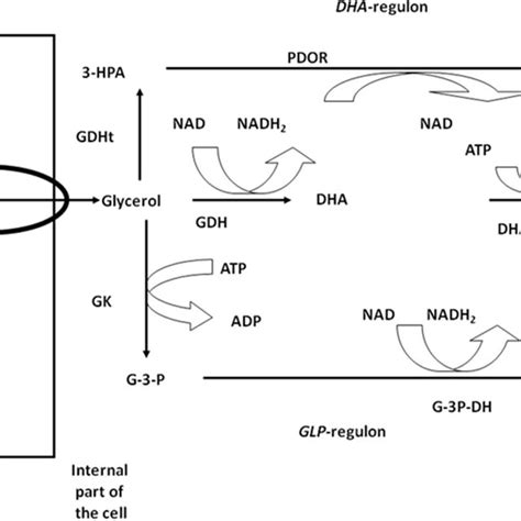 Biochemical Pathways Of Glycolysis Alcoholic Fermentation Respiration