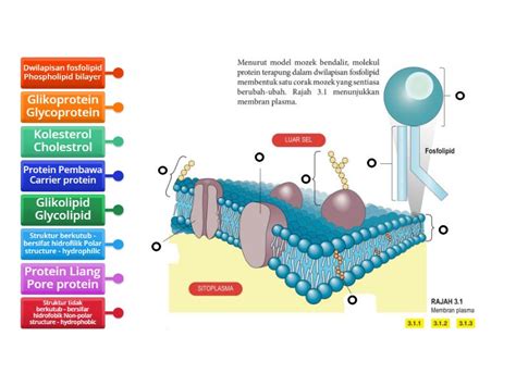 Struktur Membran Plasma Plasma Membrane Structure Labelled Diagram