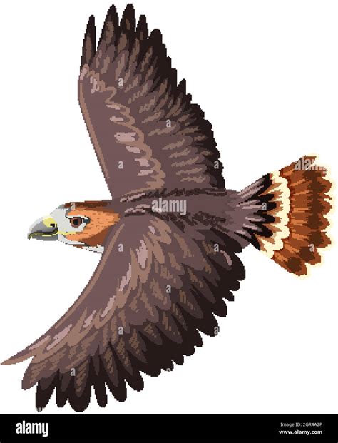 Hawk Stock Vector Images Alamy