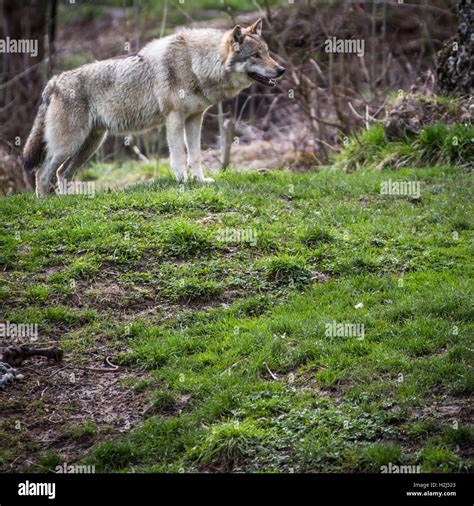 Gray Eurasian Wolf Canis Lupus Stock Photo Alamy