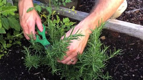 Cutting Back Rosemary How To Trim Rosemary Bushes Dummer