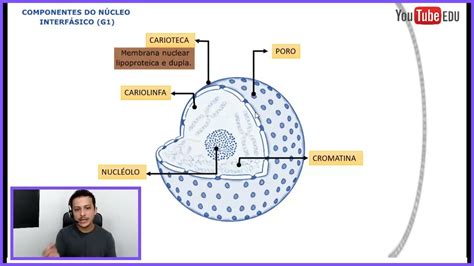 Oq E Carioteca - Núcleo Celular - Carioteca | Cromatina | Poro | Cariolinfa | Nucléolo ...