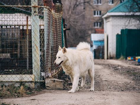 На площади Мичурина в Рязани стая собак напала на женщину МК Рязань