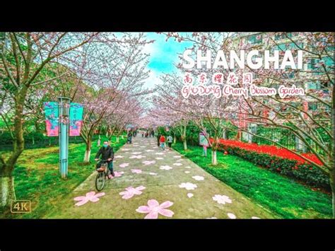 Shanghai Pudong Gaodong Cherry Blossom Promenade Pink Romance In March