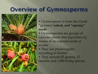 Gmnosperm Introduction PPT