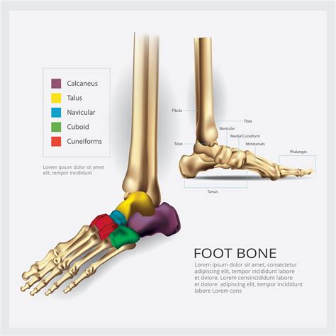 Foot Bone Anatomy Vector Illustration 537988 Vector Art At Vecteezy