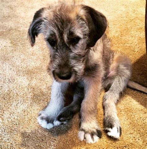 Meet Kingston. He will grow to be a giant Irish Wolfhound ...