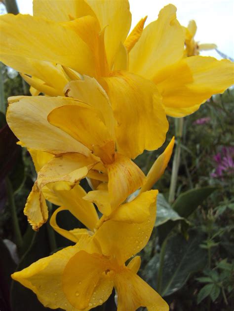 Canna (Canna x generalis 'King City Gold') in the Cannas Database - Garden.org