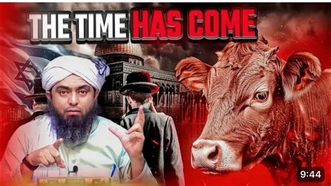 RED HEIFER COW SIGN OF ARRIVAL OF DAJJAL REBUILDING THE 3RD TEMPLE