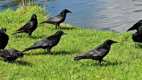 Arti Mimpi Dipatuk Burung Gagak Pertanda Baik Atau Buruk Ini