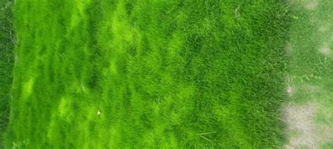 Green Natural Nilgiri Grass Carpet At Rs 10 Sq Ft In Greater Noida ID