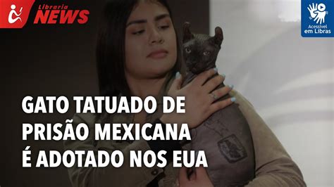 Gato Tatuado De Pris O Mexicana Adotado Nos Eua Libras Youtube