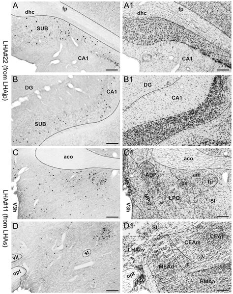 A To D Representative Brightfield Photomicrographs Showing Perikarya