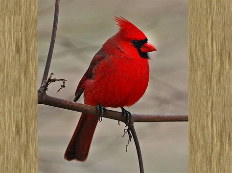 Red Cardinal Wallpaper - WallpaperSafari