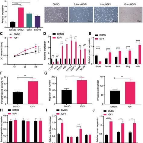 Igf Knockdown Represses Migration Invasion And Emt Of Ovarian Cancer