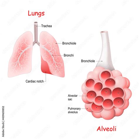 Alveoli In The Lungs