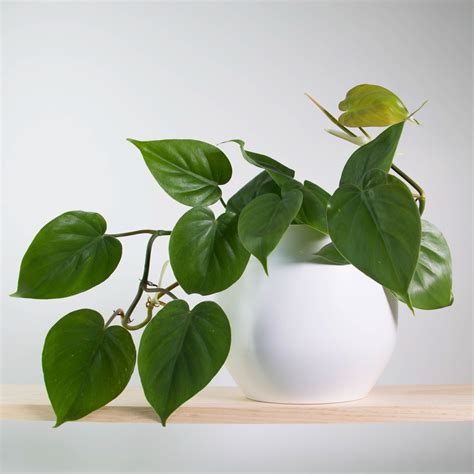 Plant and Pot NZ | Modern Indoor Plants | Contemporary Planters