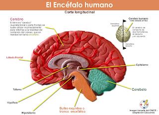 Un Abrazo Y Una Sonrisa Neurociencia Para Julia Xurxo Mari O