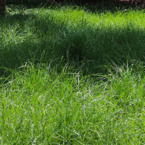 How To Grow Bermuda Grass In Shade Lawn Care Logic