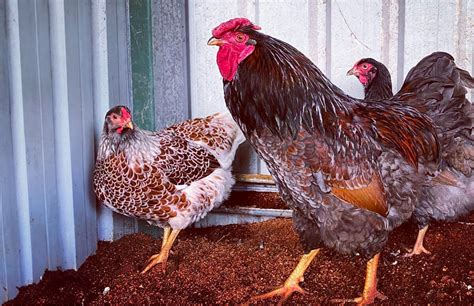 Blue Laced Red Wyandotte Breed Profile Chicken Fans