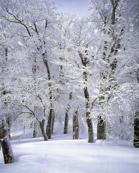 Trees Covered With Snow · Free Stock Photo