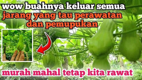 Hasil Potong Pucuk Pruning Labu Siam Berbuah Lebat Youtube