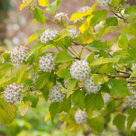 Blasenspiere Tiny Wine Gold Physocarpus Opulifolius Tiny Wine Gold