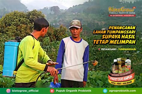 Penanganan Lahan Tumpangsari Supaya Hasil Tetap Melimpah