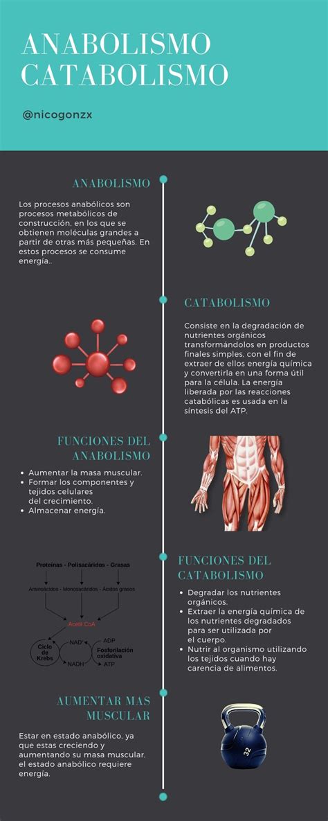 Qual A Diferença Entre Anabolismo E Catabolismo SOLOLEARN