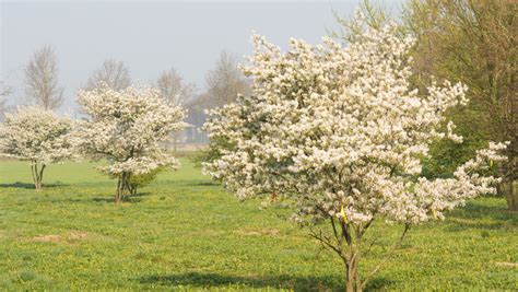 Amelanchier Lamarckii Multi Stem