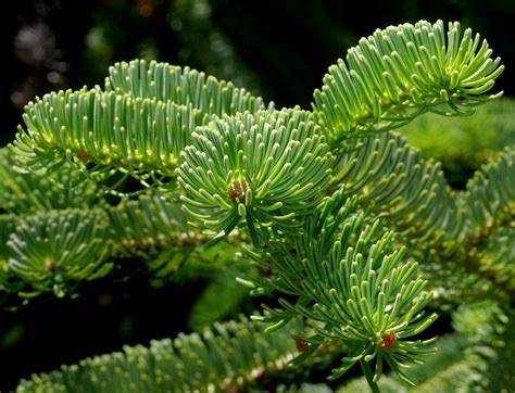 Jodła turecka Densiflora pl