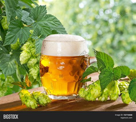 Beer Hops Image & Photo (Free Trial) | Bigstock