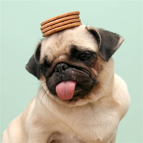 Images Of Cute Pugs