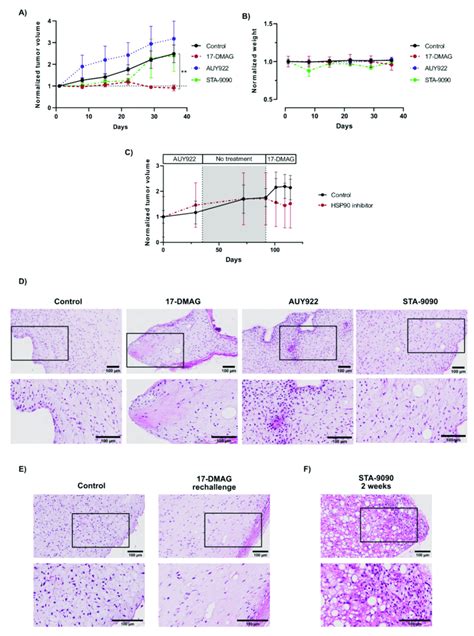 In Vivo Treatment Of Hsp Inhibitors On An Mls Pdx Model A Tumor