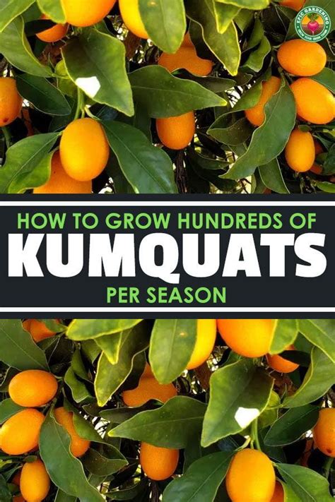 Kumquat Tree Care: How to Grow Kumquats - Epic Gardening | Kumquat tree ...