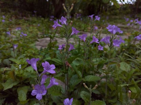 Some Purple Flowers Are Growing In The Grass