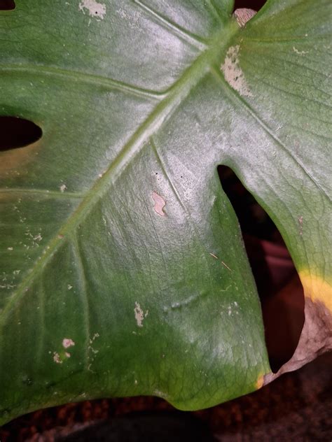 Is this thrips damage? : r/plantclinic
