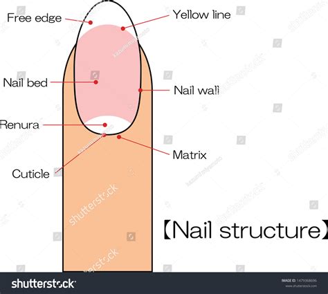 Nail Structure Diagram Vector Illustration Vector De Stock Libre De