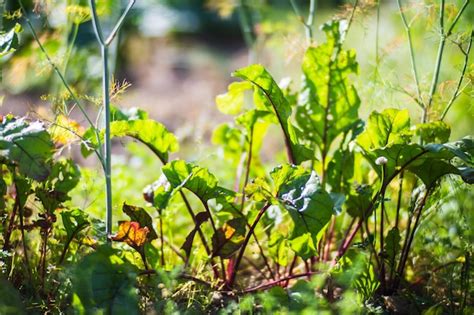 As Culturas De Beterraba Plantadas No Solo Amadurecem Sob O Sol Terra